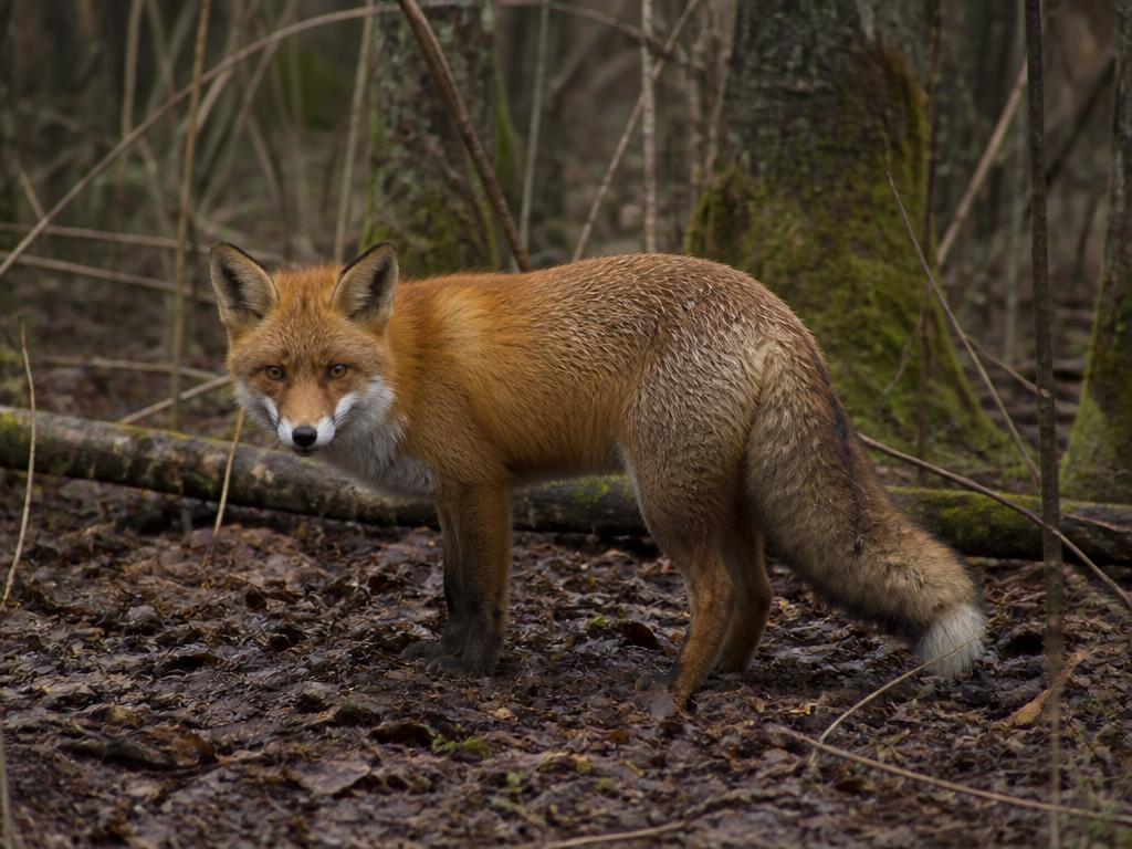 Red fox recorded in temperate woodland during field observation