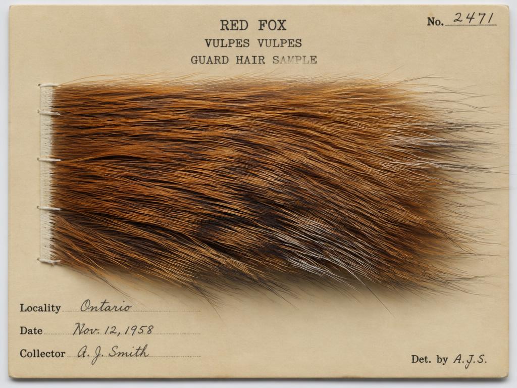 Red fox guard hair sample card in the reference collection