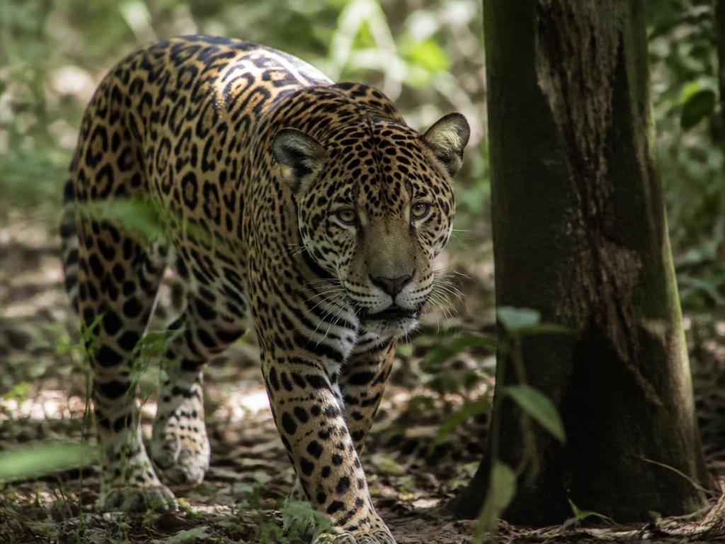 Jaguar photographed during a rainforest field survey