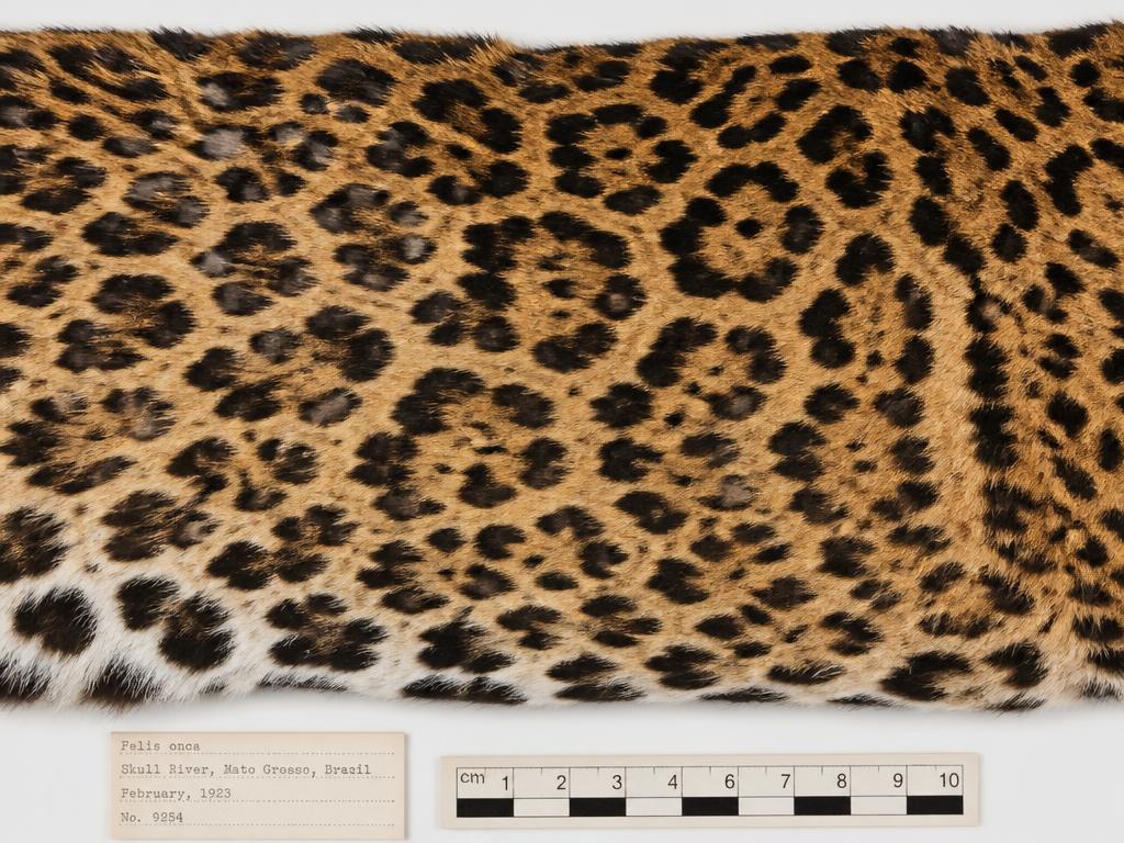 Reference pelage panel showing jaguar rosette pattern