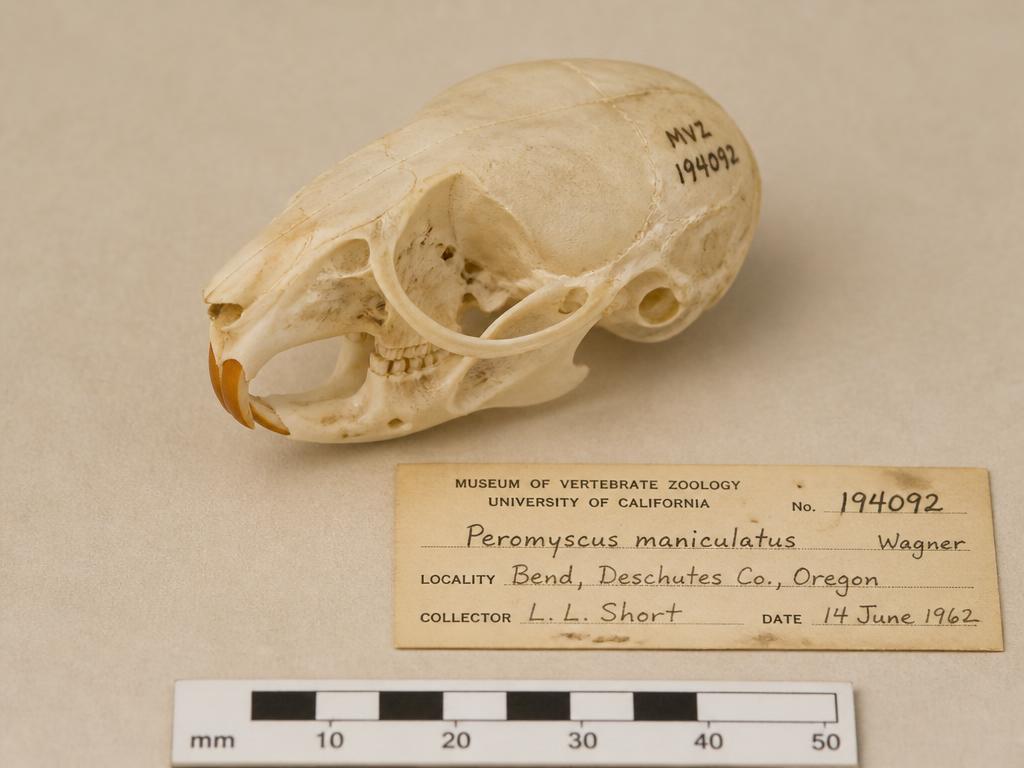 Small rodent skull recorded on an archival specimen sheet